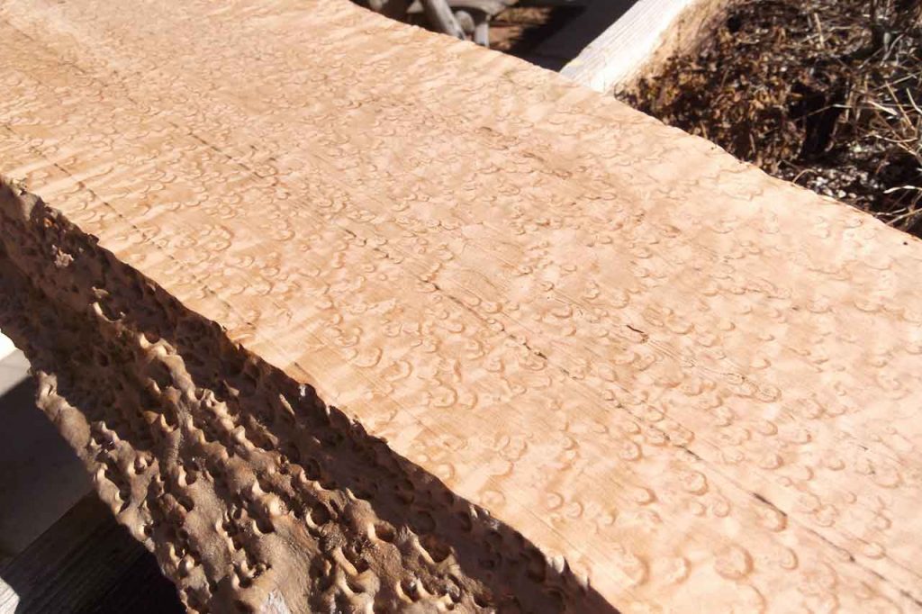 Birdseyemaplewood.com